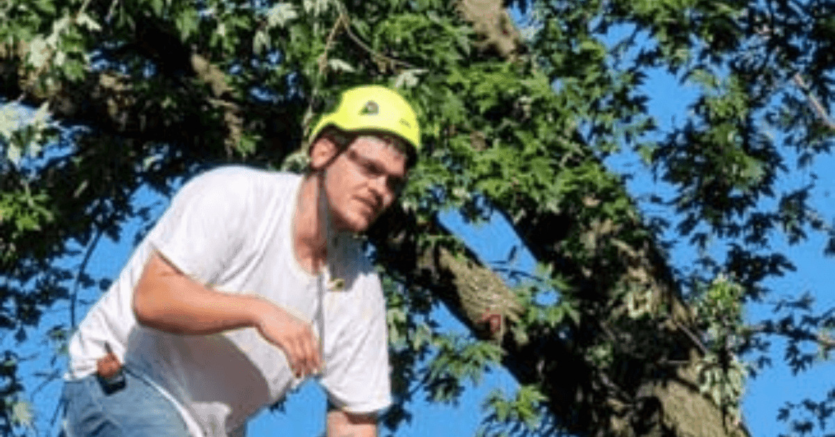 Arborist installing a tree bracing system in Battle Creek, Calhoun County, MI, to strengthen trees before storm season.