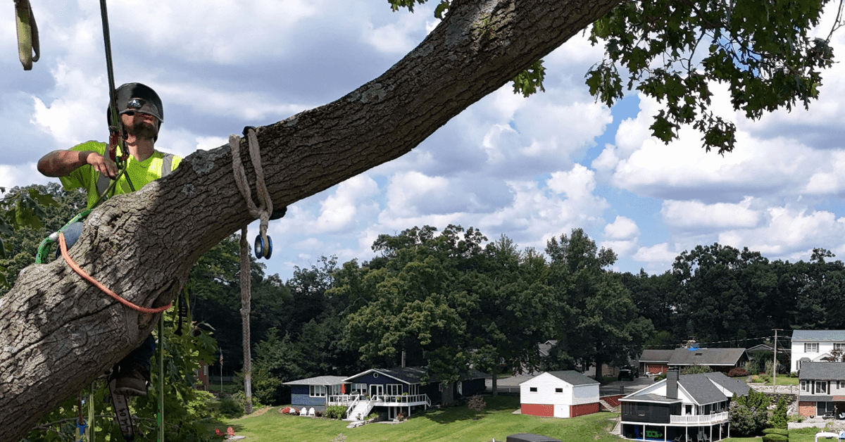 Tree failure caused by root damage in Athens, Michigan