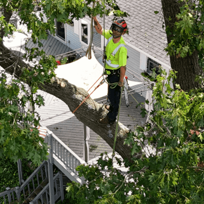 Expert Tree Service in Kalamazoo County, MI