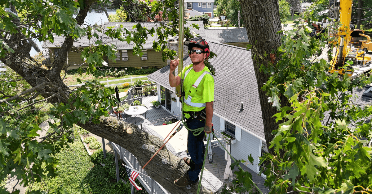 Affordable Tree Service