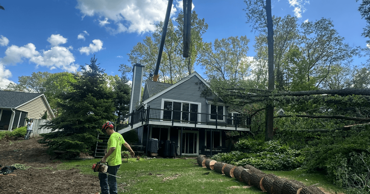 Forestry Management