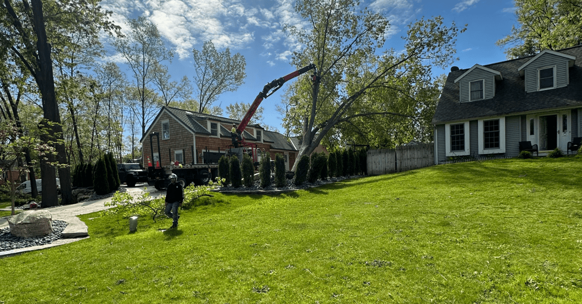 Shrub Removal / Trimming