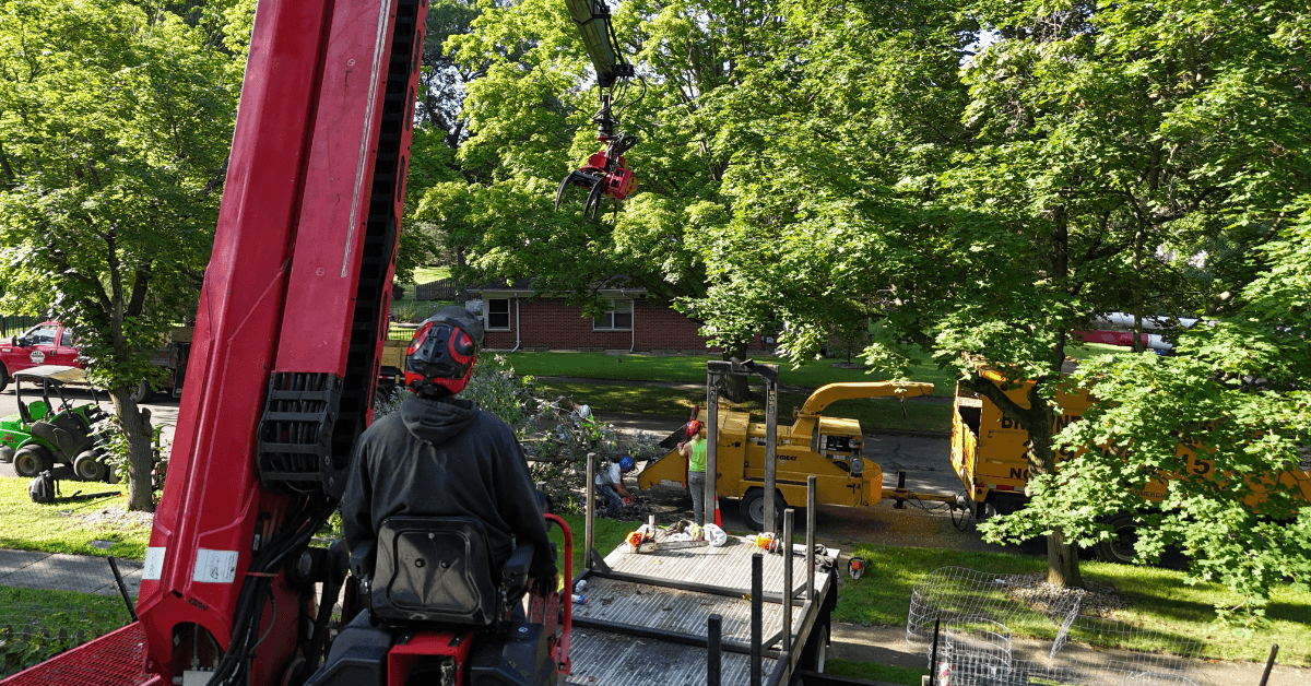 Tree Service Near Me