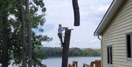 tree removal