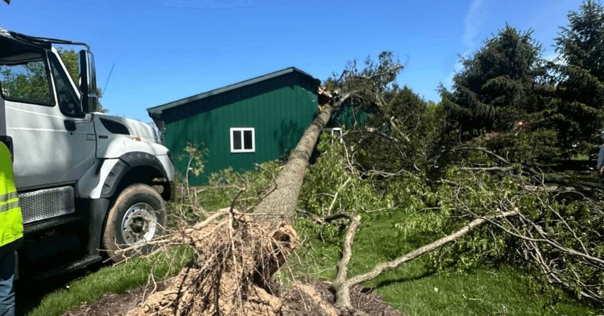 Leaning tree in Kalamazoo backyard showing signs of root instability. Signs It’s Time to Remove a Tree From Your Kalamazoo Property