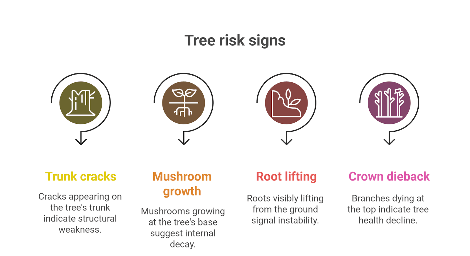 Tree Risk Checklist: When to Call a Professional for a Hazard Assessment
