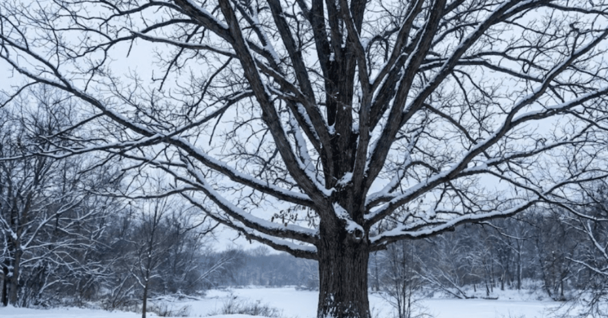 Dormant Kalamazoo tree in winter with bare branches and snow, showing how Michigan trees survive cold conditions