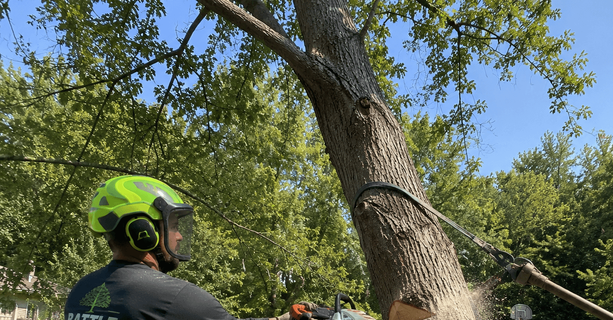 Battle Creek arborist making bore cut on tension spring pole