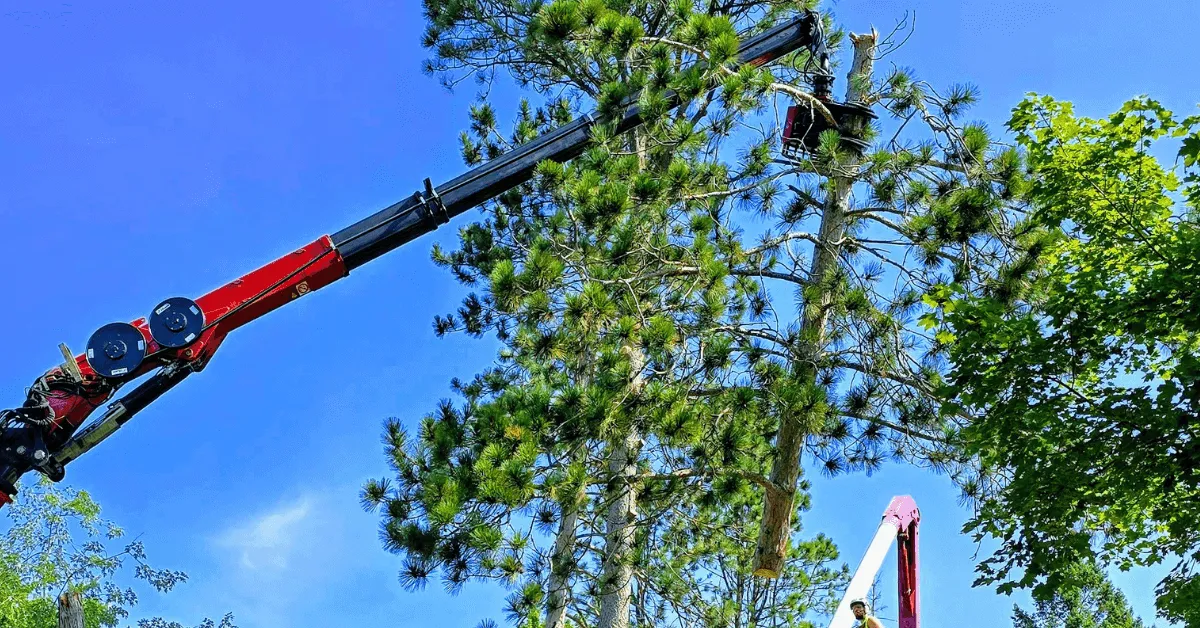 Professional tree service crew removing a large tree in Athens, MI with safety equipment