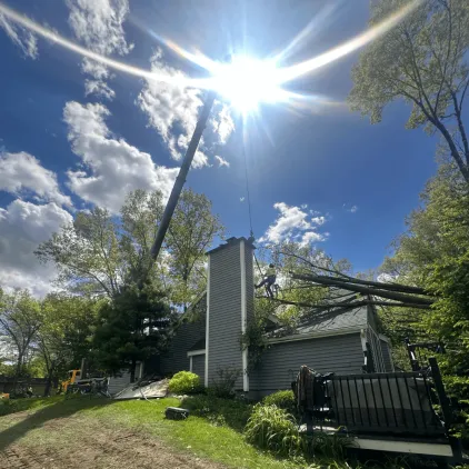 Certified arborist inspecting diseased tree branches in Michigan