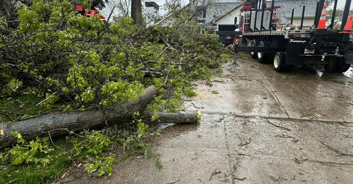 fallen tree blocking suburban road in Kalamazoo