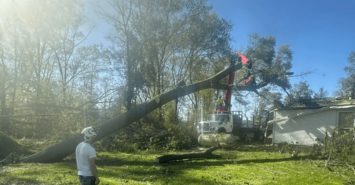 Leaning oak tree with exposed roots after heavy rain in residential yard