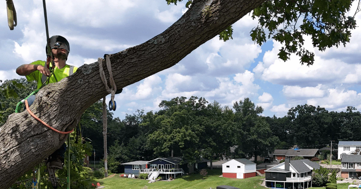 Tree failure caused by root damage in Athens, Michigan