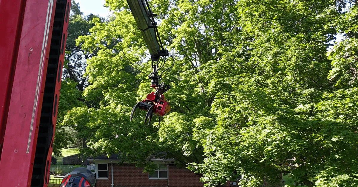 An arborist trimming a large maple tree in a Kalamazoo, Michigan, backyard