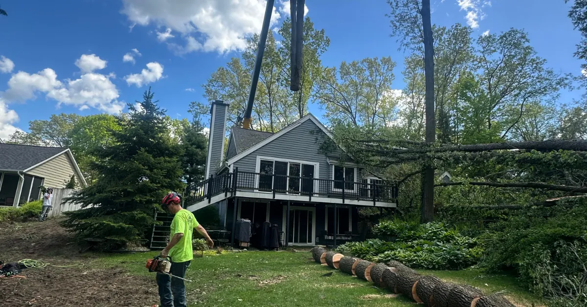 Forestry Management