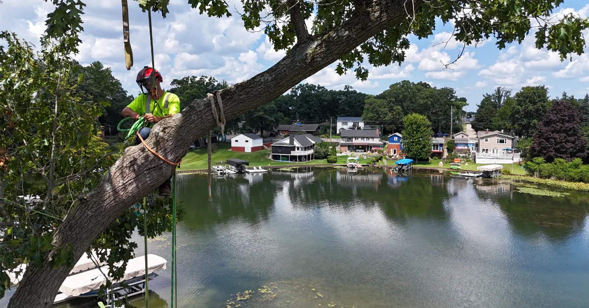 Tree Health Care