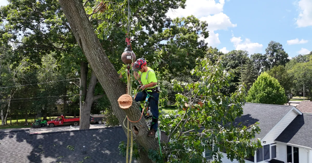 Tree Service in Battle Creek, MI