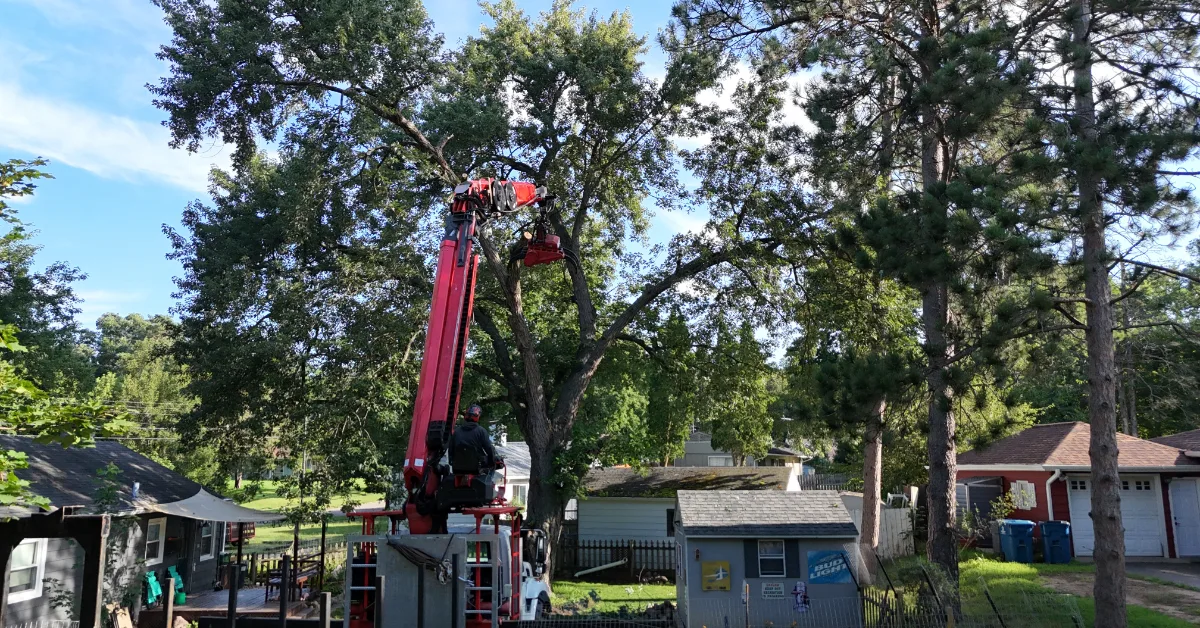 Tree Trimming