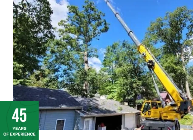 about brawner's tree service