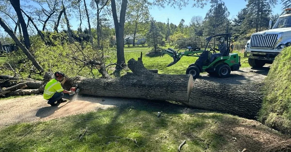 Tree Removal Kalamazoo MI