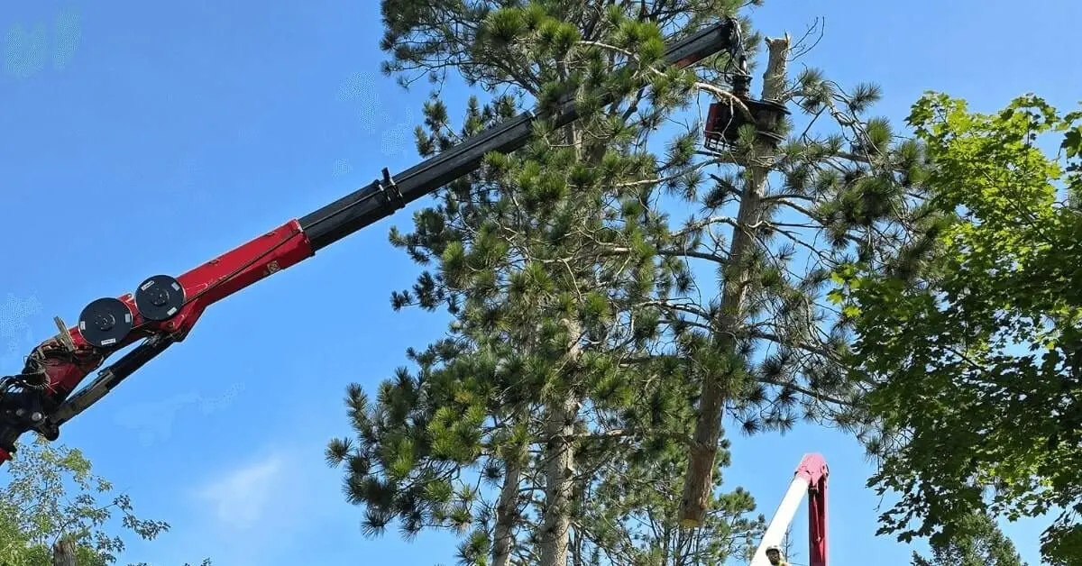 Professional Tree Trimming in Kalamazoo, MI for Healthy Growth