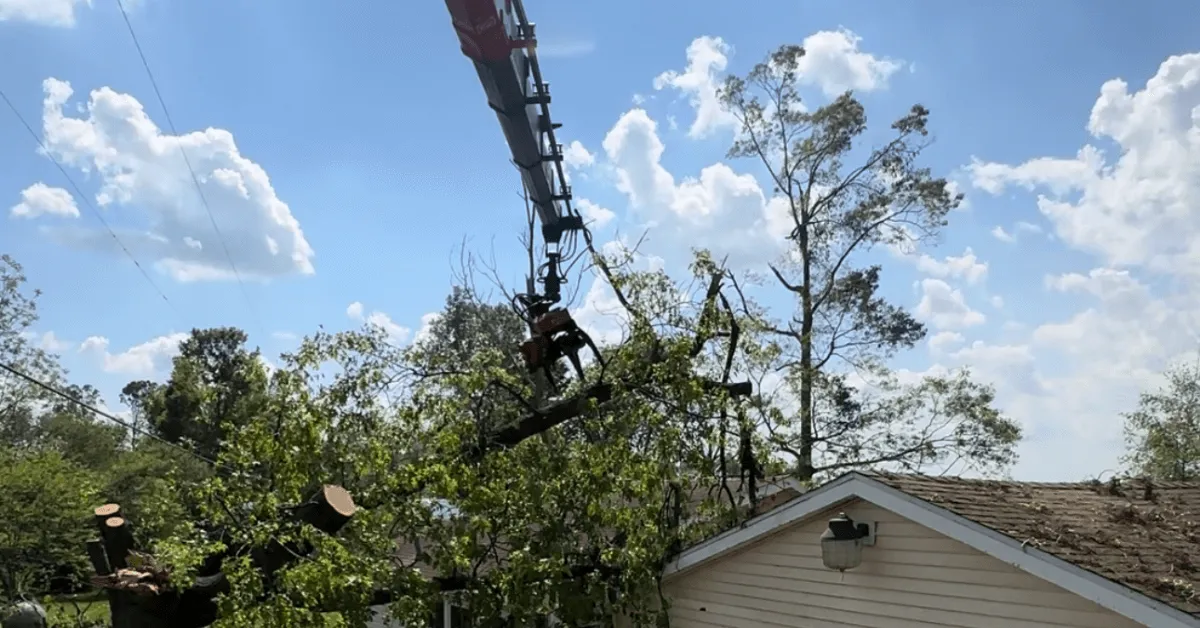 Qualified arborist assessing a storm-damaged oak tree in Battle Creek, MI, after high winds caused limb breakage.