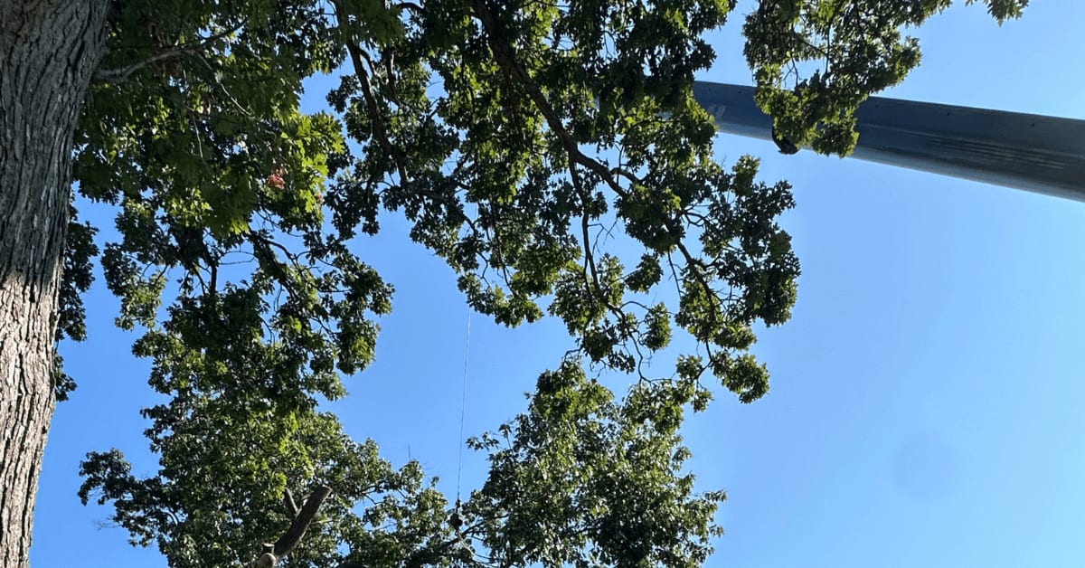Tree crew trimming trees near Augusta, MI property