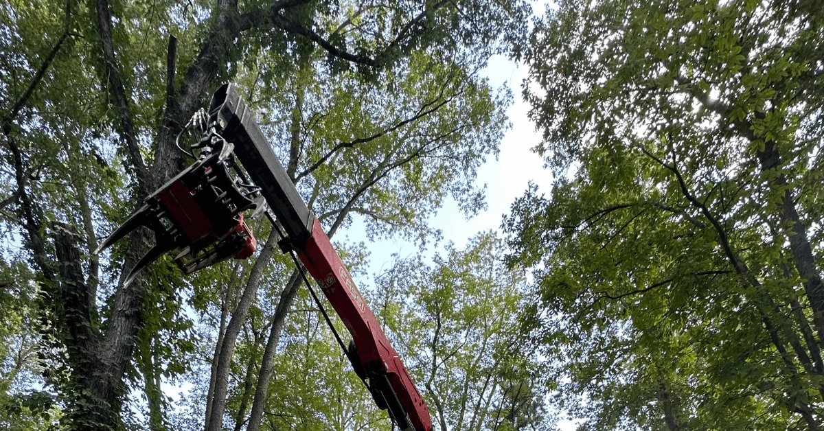 Tree crew performing tree removal in Portage, MI backyard