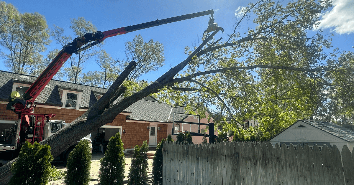 Arborists providing tree service in Vicksburg, MI with modern equipment