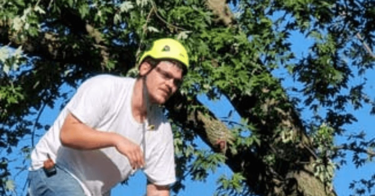 Arborist installing a tree bracing system in Battle Creek, Calhoun County, MI, to strengthen trees before storm season.