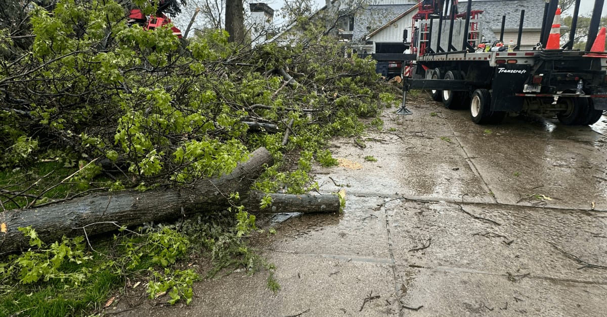 fallen tree blocking suburban road in Kalamazoo