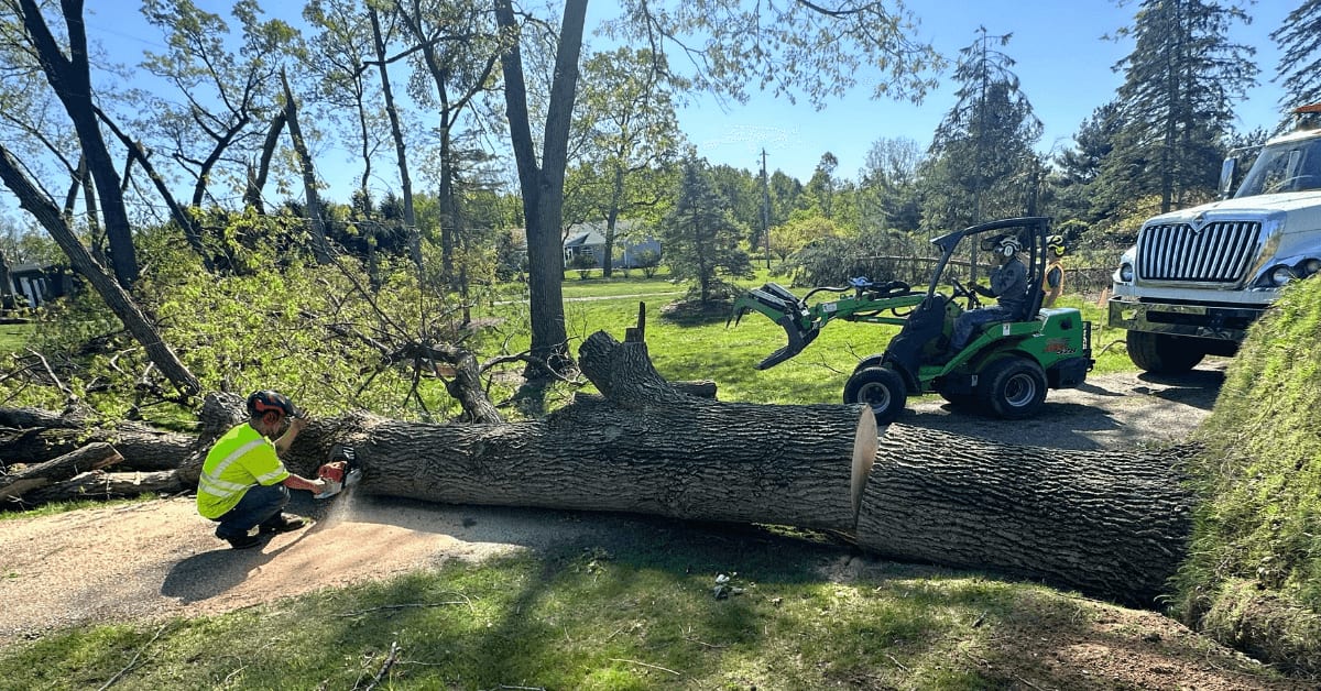 Brawner's Tree Service cutting down a tree in Kalamazoo