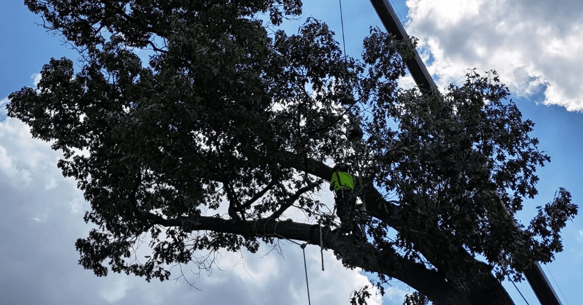 Certified arborist pruning a large maple tree in Battle Creek, Michigan to prepare for heavy winter snow