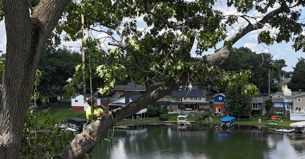 Arborist trimming large maple tree in Kalamazoo, MI during summer