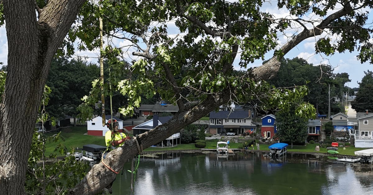 Arborist trimming large maple tree in Kalamazoo, MI during summer