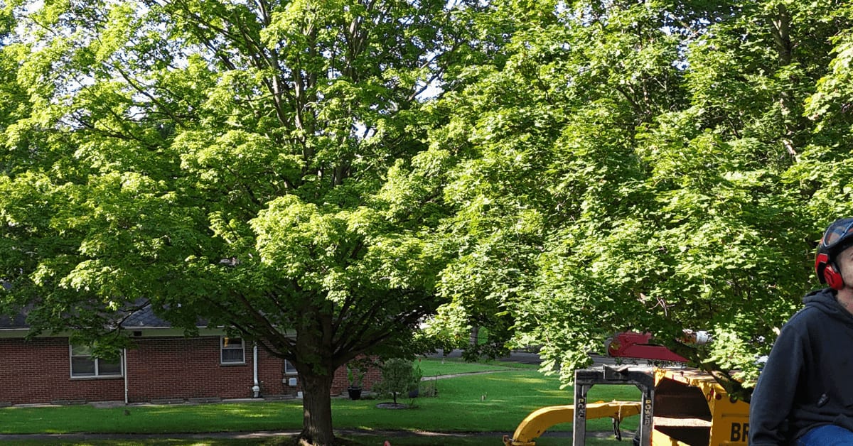 Are There Poisonous Trees in Michigan?