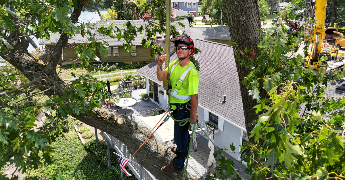 Affordable Tree Service