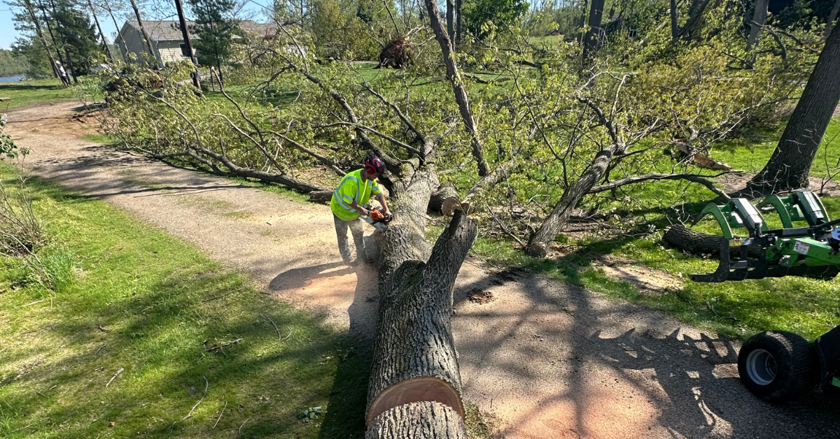 Dead standing tree with visible decay posing a safety risk near a home