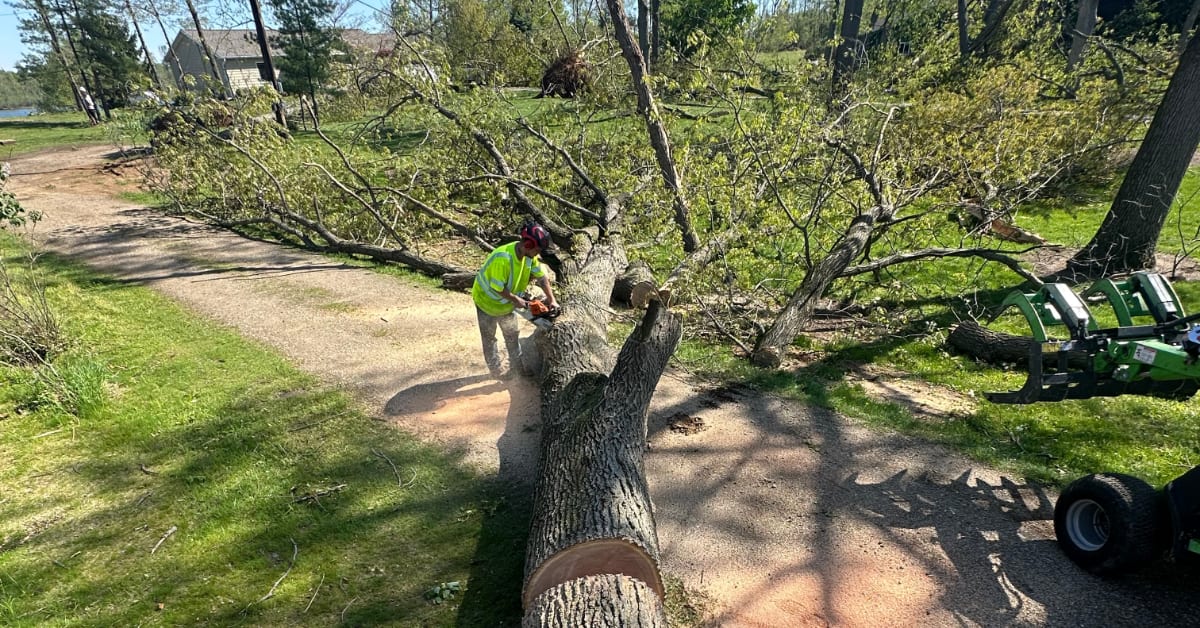 Dead standing tree with visible decay posing a safety risk near a home