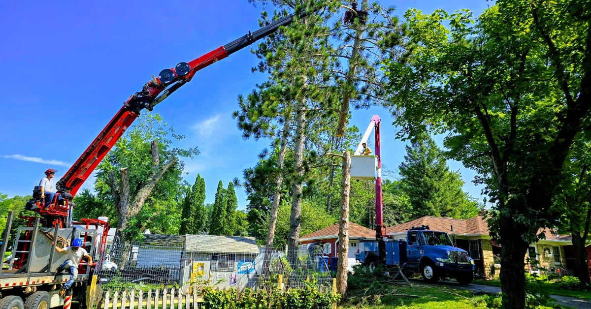 Certified crew performing safe tree removal in Calhoun County, MI