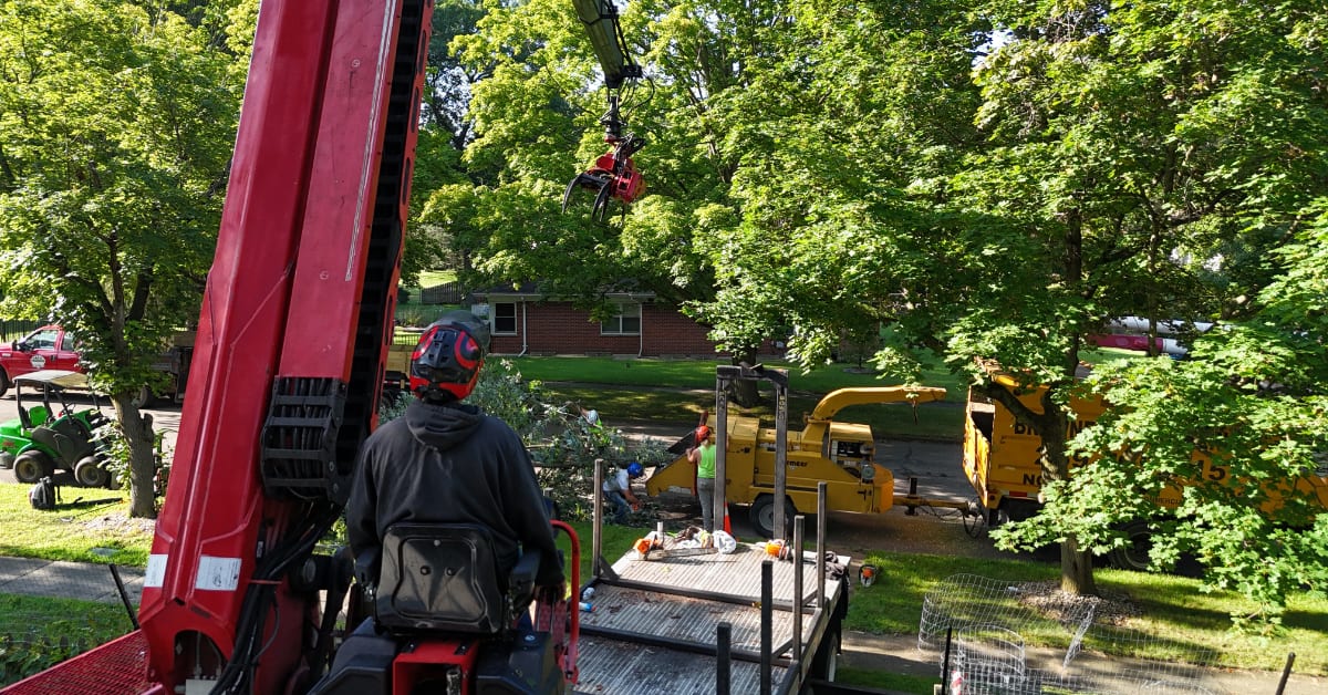 Tree Service Near Me