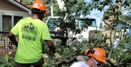 cutting trees