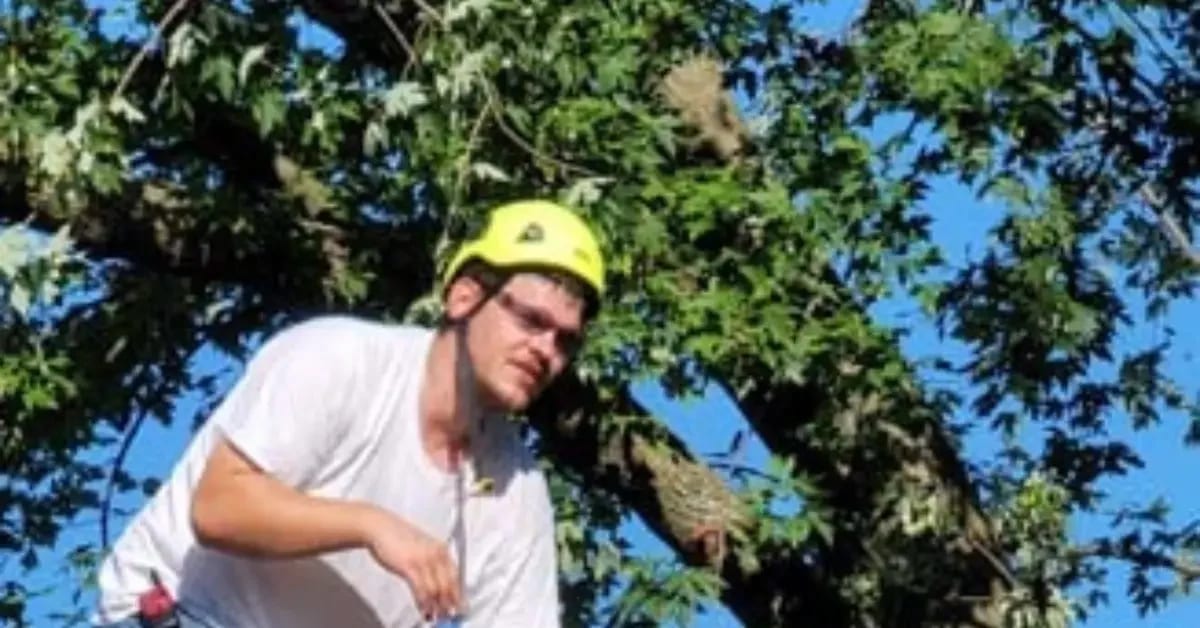 Certified arborist inspecting a declining oak tree showing oak wilt symptoms in Calhoun County, Michigan.